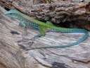 Réptil ameiva ameiva - na reserva Olho D'Água das Onças (1).jpeg