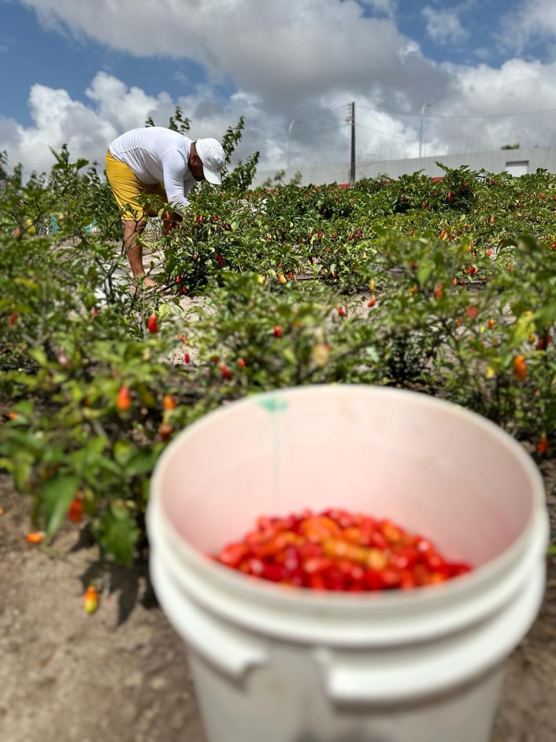 Ressocialização na cadeia de Remígio_artesanato_pimenta_cachecol_5.jpeg