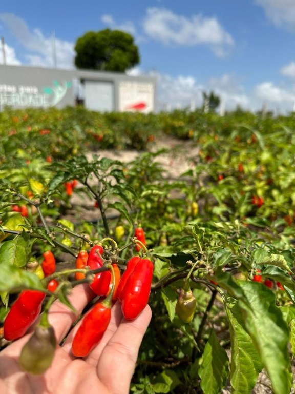 Ressocialização na cadeia de Remígio_artesanato_pimenta_cachecol_8.jpeg