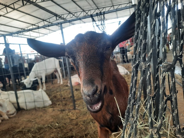 Animais - 4a Caprifeira Barra de Santa Rosa.jpg