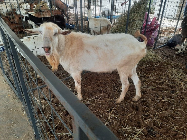 Expo Agro Peixe - Animais.jpg Expo Agro Peixe - Animais.jpg
