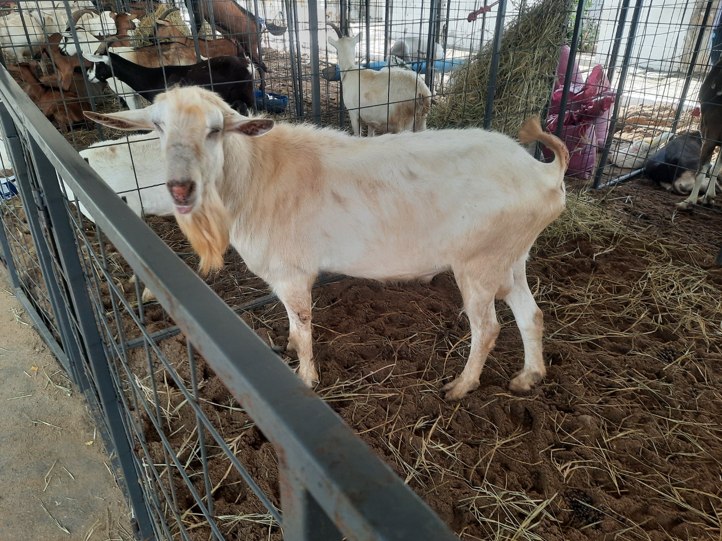Expo Agro Peixe - Animais.jpg