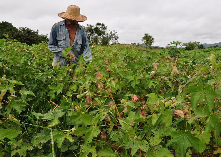 26_06_19 Agricultor recupera vegetação em margem de riacho e diversifica atividades (3).JPG