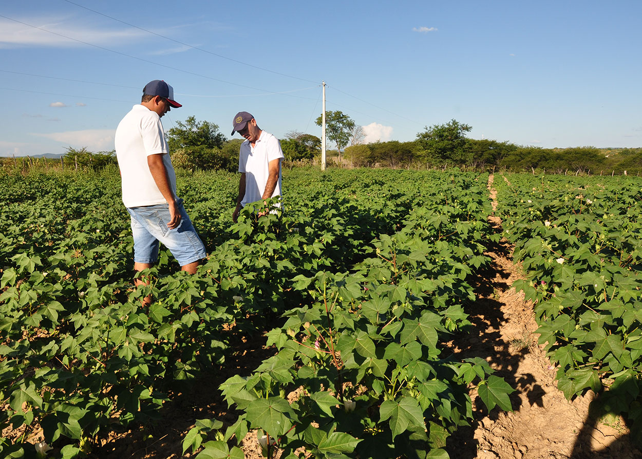 10_07_19 Jovem retorna ao meio rural e diz que vale a pena trabalhar no Semiárido (6).JPG