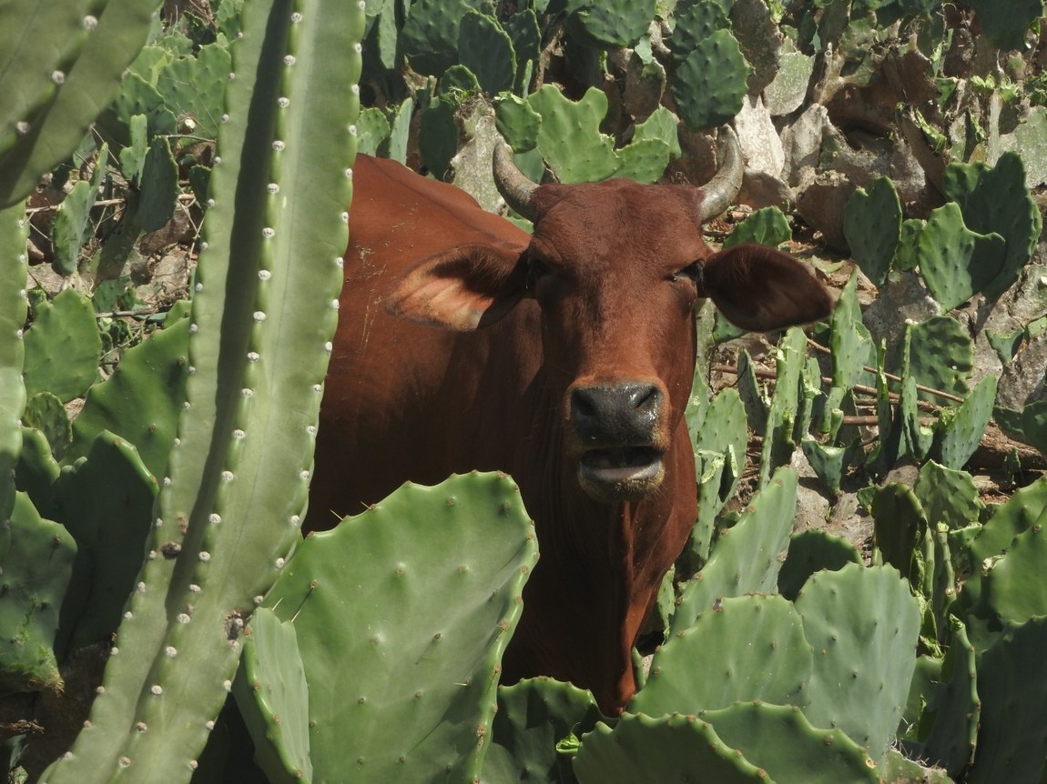 Produtores rurais têm até 31 de maio para atualizar o cadastro dos rebanhos