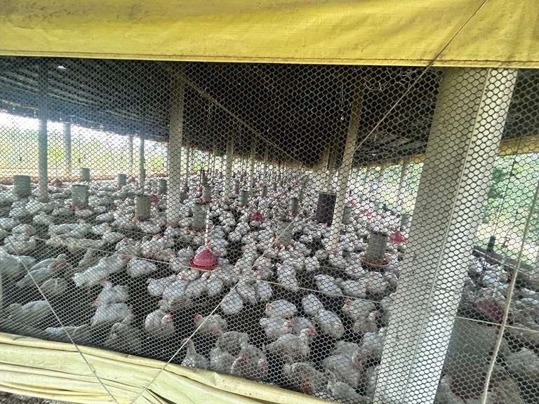 Aves Foto Sedap.jpeg